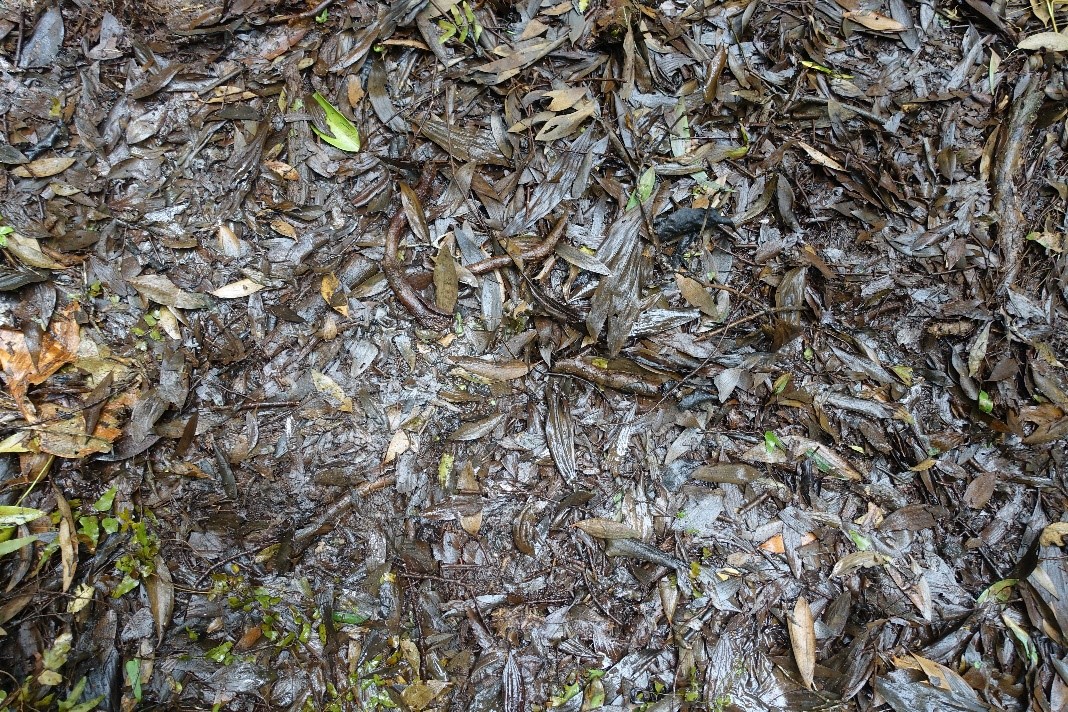 The appearance of the soil surface of the melaleuca peat forest in Tan Thanh District, Long An Province, Vietnam