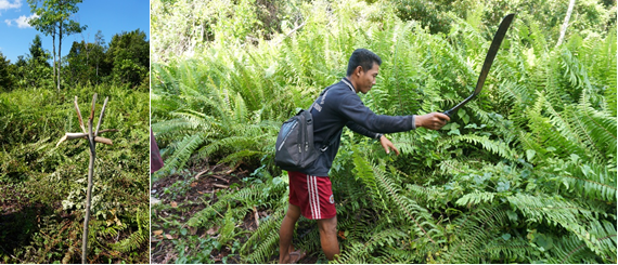 Stakes (left) and imas or the process of cutting ferns and other shrubs (right) while clearing land using the tumbang imas method