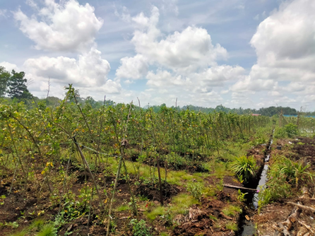 Long beans on the peatland managed by Kusmawadi.