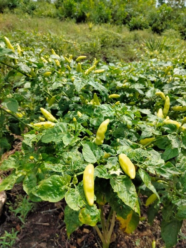 The chili plants managed by Kusmawadi