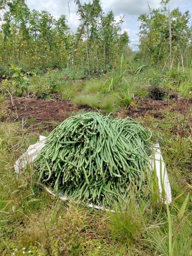 Kusmawadi’s long bean harvest