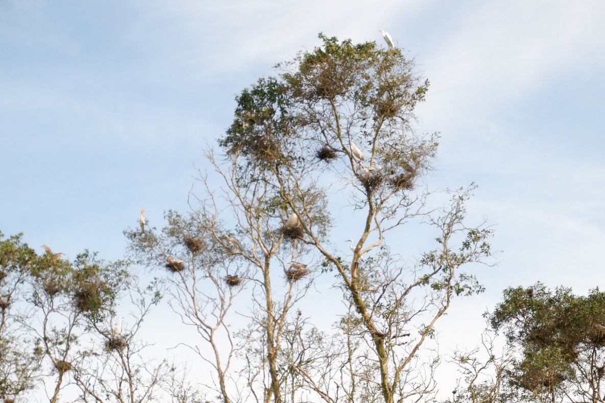 The huge diversity of flora and fauna in Tra Su Melaleuca Forest