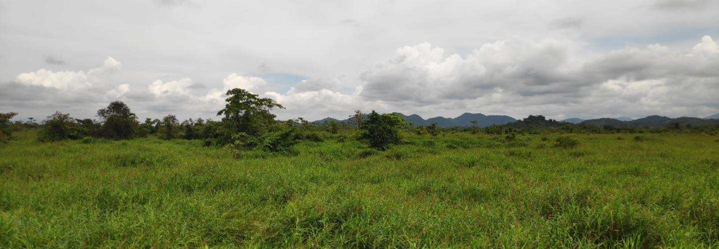  Peatland Tales : The Power of Community in the Leyte Sab-a Basin Peatlands - The Philippines